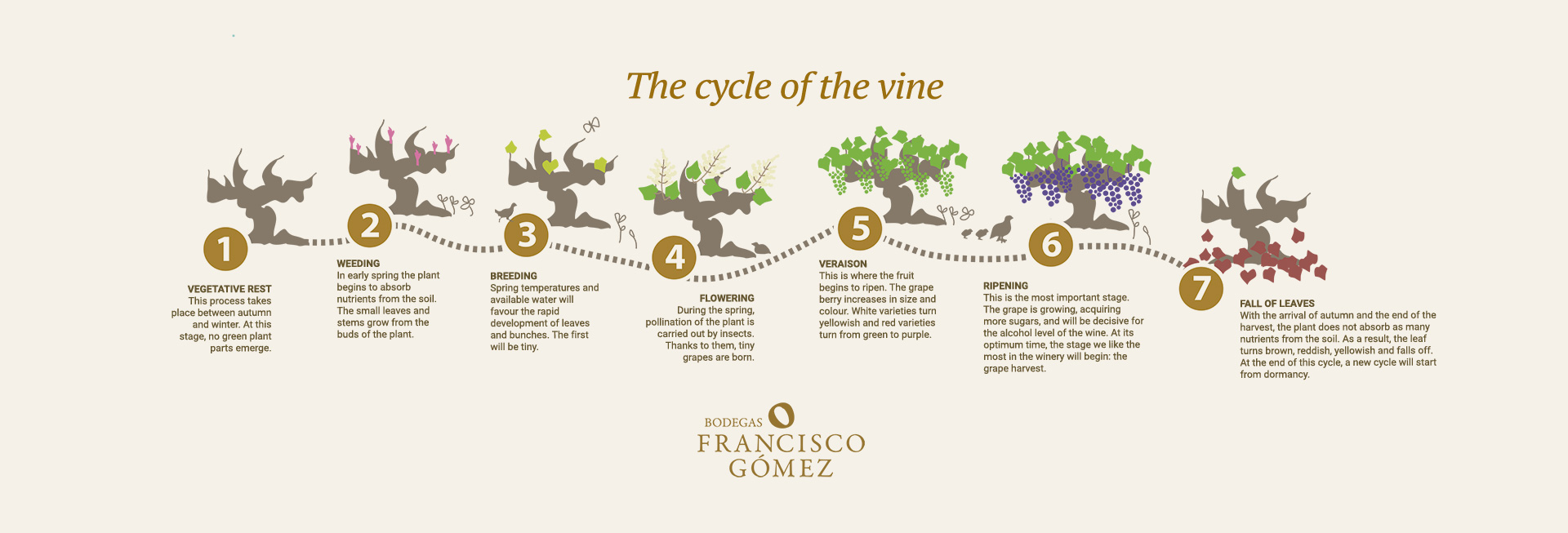 THE CYCLE OF THE VINE